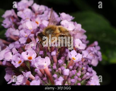 Macro image of a Bee collecting pollen and nectar on a pink Buddleia bush Stock Photo