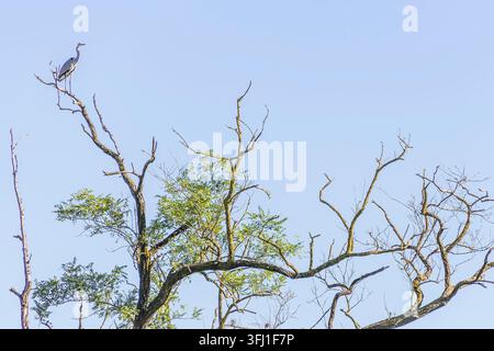 Grey heron perched on the highest branches of a large acacia tree, against the blue sky Stock Photo