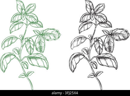 Basil plant, branch with leaves Vector illustration set. Green and black line art. Hand drawn sketch of Culinary Herb, spicy ingredient isolated on a Stock Vector