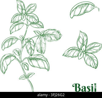 Basil Set. Vector illustration of branch and leaves. Hand drawn green line art of Culinary Herb, spicy ingredient isolated on a background. For label Stock Vector
