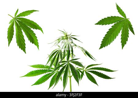 Hemp leaf collage isolated on a white background. Cannabis plant Stock Photo