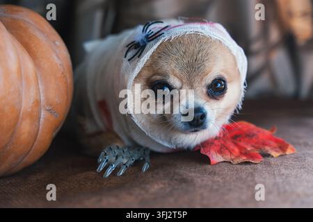 Cute chihuahua dog dressed in a spooky mummy costume for Halloween celebration, wrapped in white bandages with a toy spider and skeleton hand Stock Photo