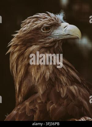 The white-tailed eagle, Haliaeetus albicilla in the zoo. Stock Photo