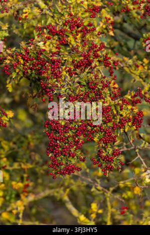 common hawthorn or whitethorn (crataegus monogyna) with intense red ripe berries, found at Fehmarn at the Baltic Sea in Germany Stock Photo