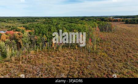 Clear cut forest and new tree growth after forest fire. Autumn foliage and leaves. New England USA, Durham, New Hampshire. Stock Photo