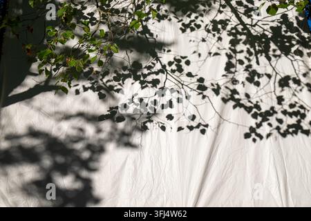 Green branches and soft leaf shadows create an organic botanical pattern across wrinkled white fabric in sunlight. Stock Photo