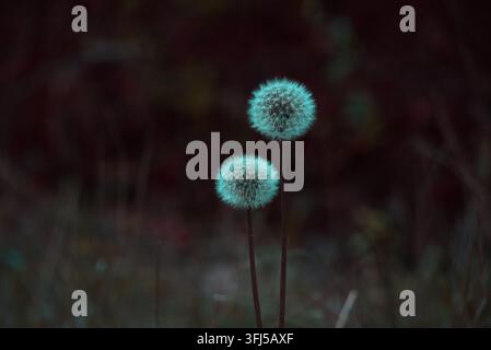 Two dandelion seed heads (Taraxacum officinale) glowing softly against a dark, moody background in nature, detailed close-up shot of fluffy blowballs. Stock Photo