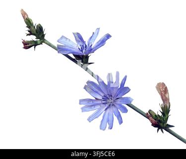 Cichorium intybus - common chicory flowers isolated on the white background Stock Photo