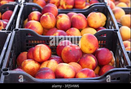 Fresh nectarines and peaches piled in plastic crates at a summer market, ripe red yellow fruit on display conveying abundance, freshness and vibrant s Stock Photo