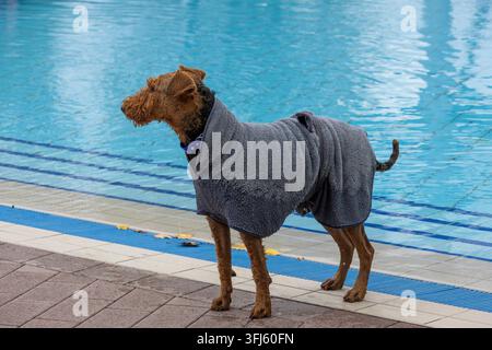 After bathing, a wet dog is standing at the edge of the Reutlingen outdoor wave pool wrapped in a gray dog bathrobe. Dog swimming marks the end of the Stock Photo