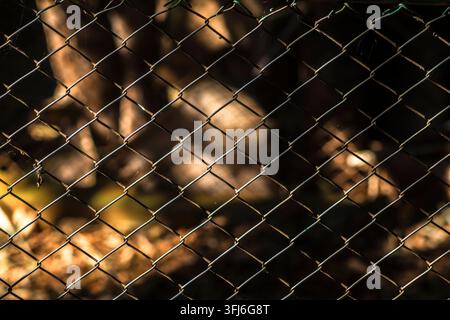 Metallic chain link fence textured background with a soft selective focus. Creative grid wire mesh architecture pattern illuminated by warm golden sun Stock Photo