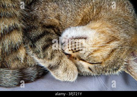 Tabby cat sleeping curled up with paw covering face. Domestic feline resting in cozy position. Concept of pet relaxation and comfort at home. Stock Photo