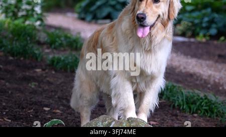 Cute dog standing on rock. Golden retriever breed. Rising shot, Lititz, Pennsylvania. Stock Photo