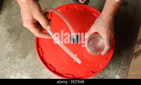 The process of home-fermenting fruit mash in a plastic bucket. Male hands are lifting the red lid—fitted with an airlock tube—to reveal the mash made Stock Photo