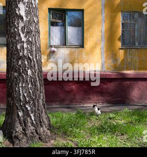 Black and White Cat by Yellow Apartment Wall With Tree, Window and Grass in Spring Light Stock Photo