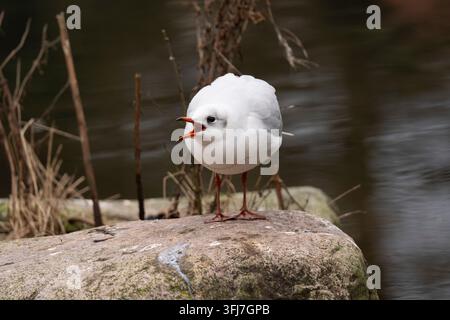 Close-up front view of a black-headed gull (Chroicocephalus ridibundus) in winter plumage standing on a stone, calling with its beak wide open. Stock Photo