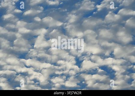 Horizontal close-up view of densely packed fluffy white altocumulus clouds covering a bright blue sky. Stock Photo