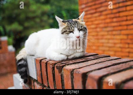 Tricolor cat resting on red brick wall at Red Brick Art Museum, Beijing Stock Photo