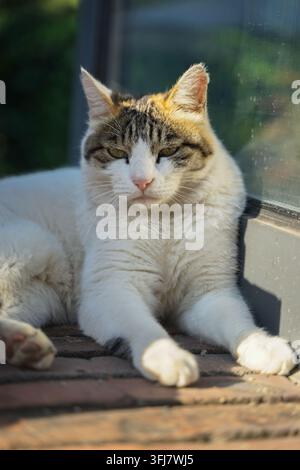 White cat sunbathing on red brick floor by the window Stock Photo