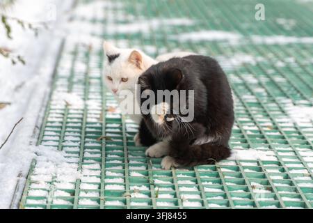 Two stray cats, a white one and a black one, sitting together on the snow in winter Stock Photo