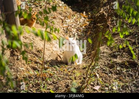 White kitten sitting on an earthy hillside in autumn Stock Photo