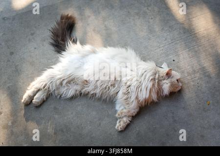 Top-down view of a white long-haired cat sleeping on its side Stock Photo