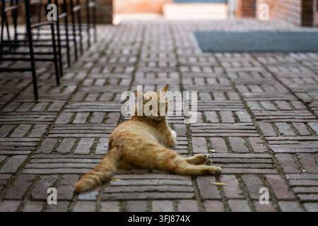 Orange cat lying lazily on red brick pavement Stock Photo