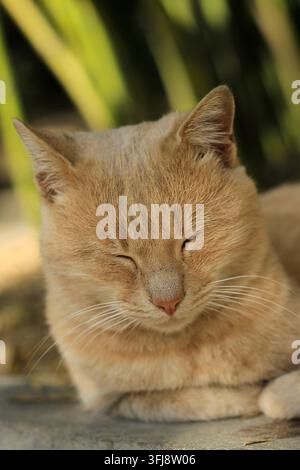 Vertical close-up portrait of a satisfied domestic ginger cat sitting and narrowing its eyes with a content, blissful expression on a warm sunny day. Stock Photo