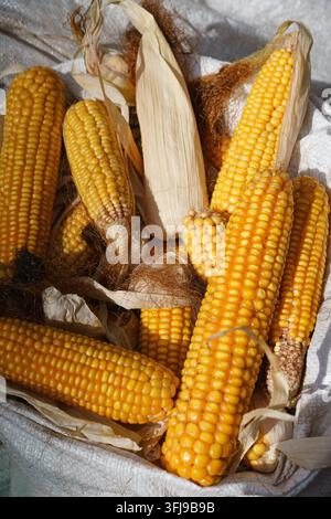 Ripe yellow corn cobs arranged on rustic wooden boards Stock Photo