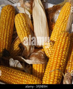 Ripe yellow corn cobs arranged on rustic wooden boards Stock Photo