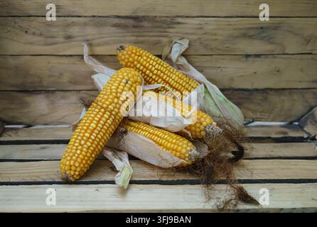 Ripe yellow corn cobs arranged on rustic wooden boards Stock Photo