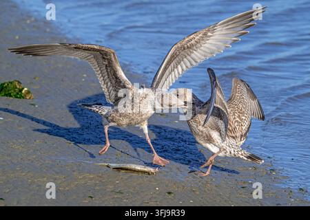 Two European herring gulls (Larus argentatus) juvenile seagulls fighting over washed ashore dead fish on beach along the North Sea coast in autumn Stock Photo