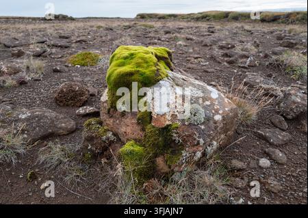 Vibrant green moss and lichen growing on a volcanic boulder in a barren rocky tundra landscape in Iceland. Stock Photo