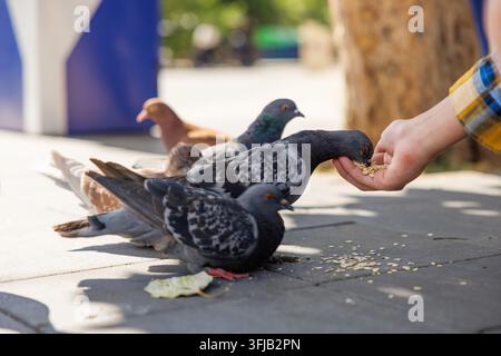 Pigeons eating seeds from a person's hand on city pavement Stock Photo