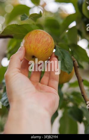Hand picking ripe apple from tree branch Stock Photo
