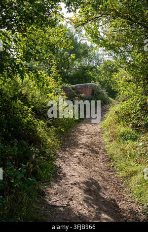 A narrow dirt path winds through dense woodland in the English countryside, bordered by tall vegetation and mature trees. The track leads towards a sm Stock Photo