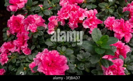 Ruffled Pink and White Azalea Flowers in Full Bloom, Dense Blooming Shrub Close-Up — Spring Garden Floral Background Concept Stock Photo