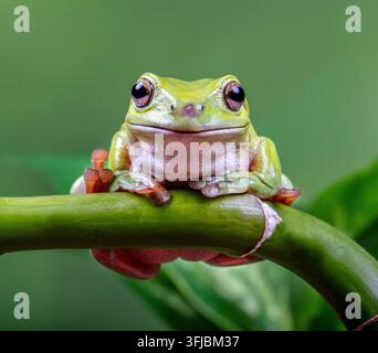 White's tree frog perched on a green bamboo branch in close up against a soft green background Stock Photo