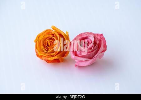 Two colorful preserved rose flower heads in orange and pink placed side by side isolated on a white studio background. Stock Photo