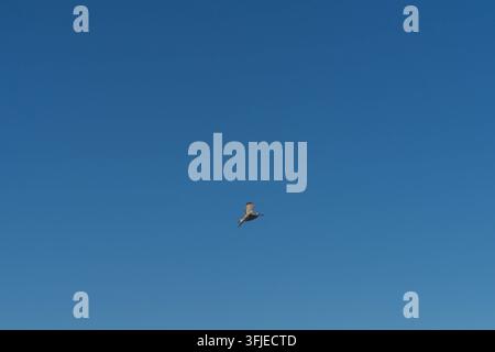 Flying Seagull Against a Blue Sky Over the Baltic Sea Near Nienhagen Stock Photo