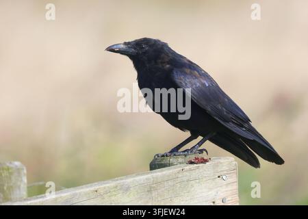 Carrion Crow, Corvus corone, perched on a post. Suffolk, England. Stock Photo