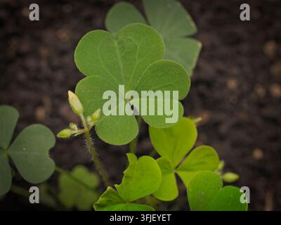 Vibrant green shamrock leaves and closed flower buds of a wood sorrel plant growing outdoors in a natural soil garden setting Stock Photo