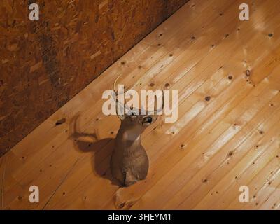 Taxidermy white-tailed deer buck head mount hanging on an interior rustic wooden plank wall and plywood paneling background Stock Photo