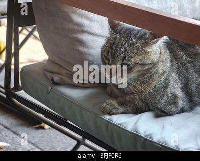 A cute tabby stray cat peacefully rests on a cozy chair cushion at a quiet cafe, exuding tranquility and comfort. Stock Photo