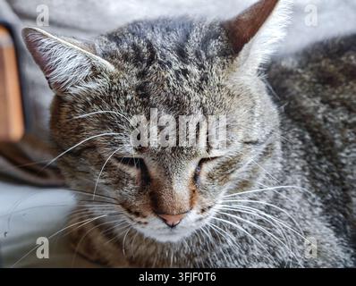 A close-up of a tired stray tabby cat sleeping peacefully on a cafe chair, showing detailed fur texture and long white whiskers. Stock Photo