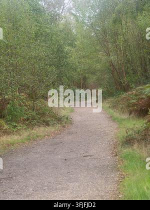 Gravel path through woodland, Richmond Park, London, UK. Stock Photo