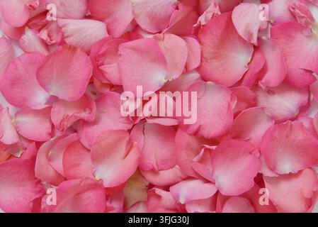 Background of fresh ruffle coral pink rose petals Stock Photo