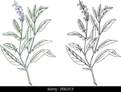 Sage plant colored and black line art set. Vector botanical illustration isolated on a background. Hand drawn Salvia medical herb sketch. For herbal Stock Vector