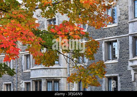 Maple tree with fall colors in front of gothic style stone building Stock Photo