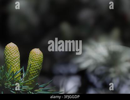 Close-up of two young fir cones and green needles preserved in selective color against a dark monochrome botanical background with soft bokeh. Stock Photo